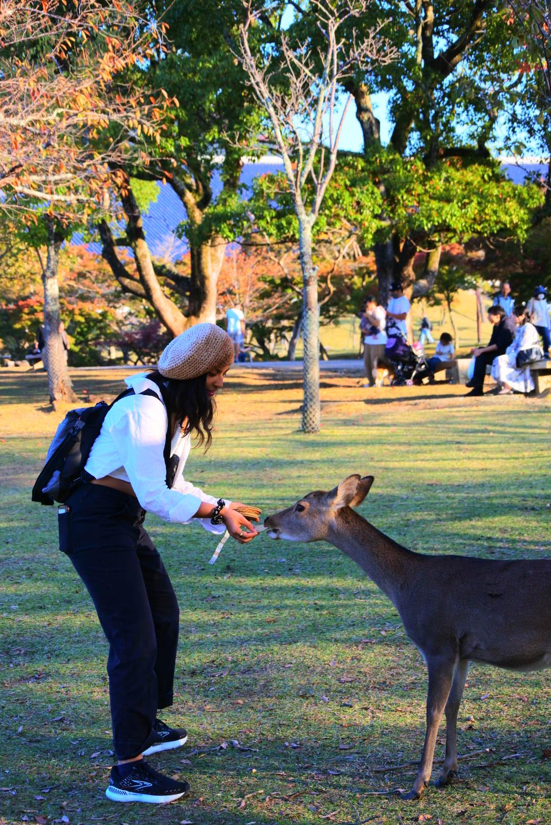Deer in Japan